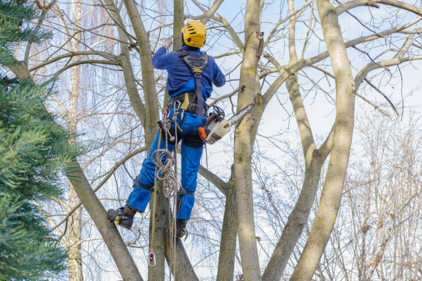 Best Leaf Removal  in La Grange, KY