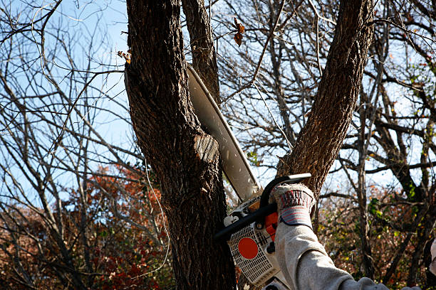 How Our Tree Care Process Works  in  La Grange, KY