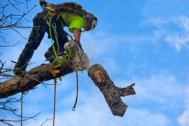 Reliable La Grange, KY Tree Services Solutions